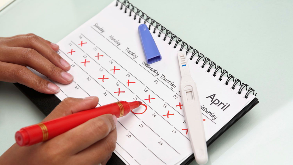 Менструальный цикл